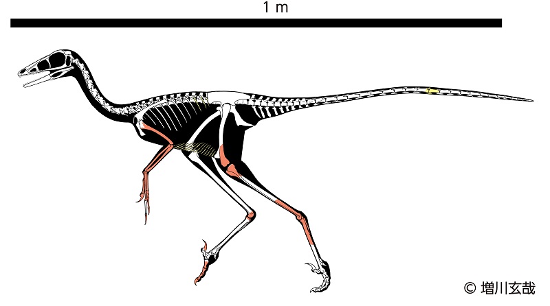 Hyogo troodontid_v2a_small.jpg